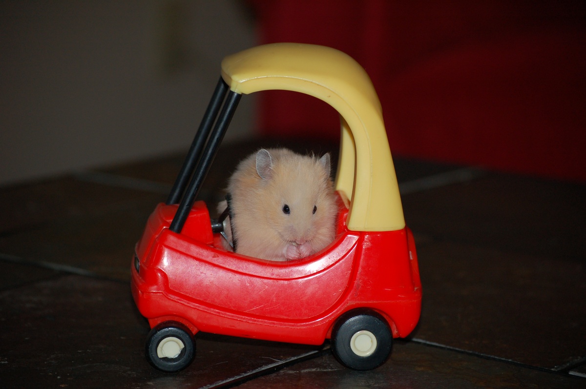 Hamster cute đã tạo ra nhiều tiếng cười khó quên cho cộng đồng