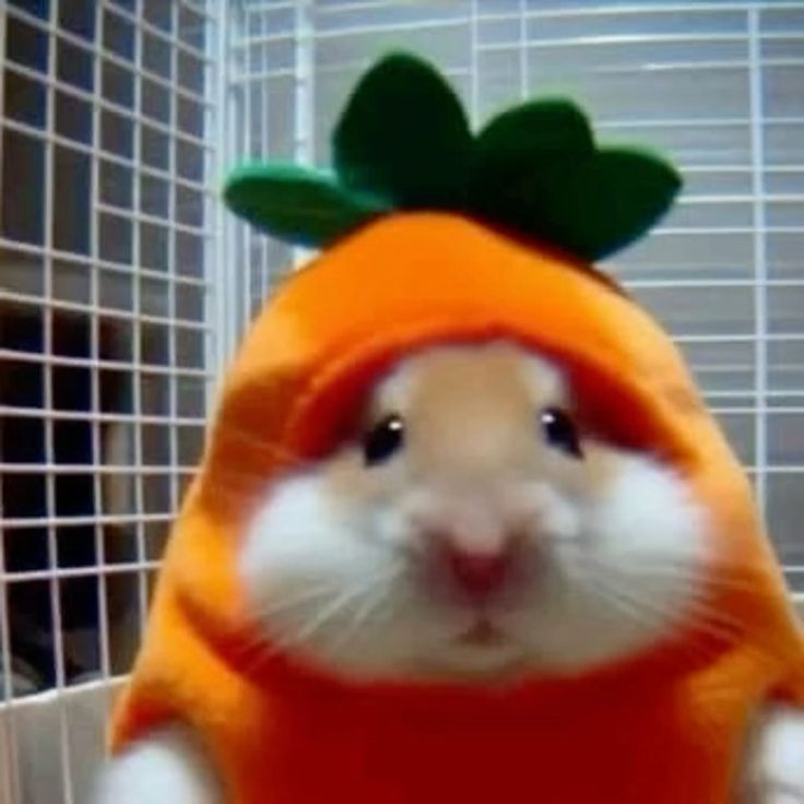 Hamster cute đã trở thành biểu tượng đáng yêu trong thế giới meme