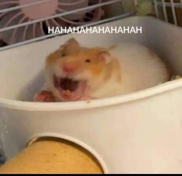 Hamster cute được nhiều người lựa chọn khi muốn gửi meme vui vẻ