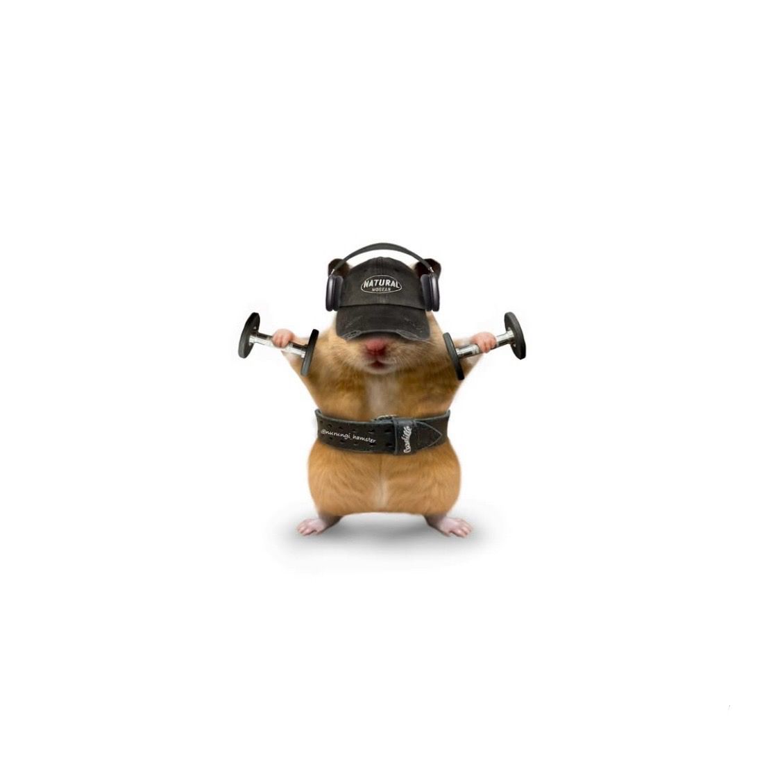 Hamster cute được nhiều người sử dụng trong các đoạn chat vui nhộn