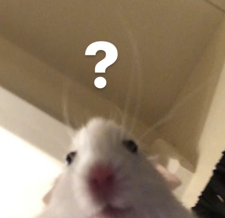 Hamster cute được yêu thích bởi sự dễ thương và tính giải trí cao