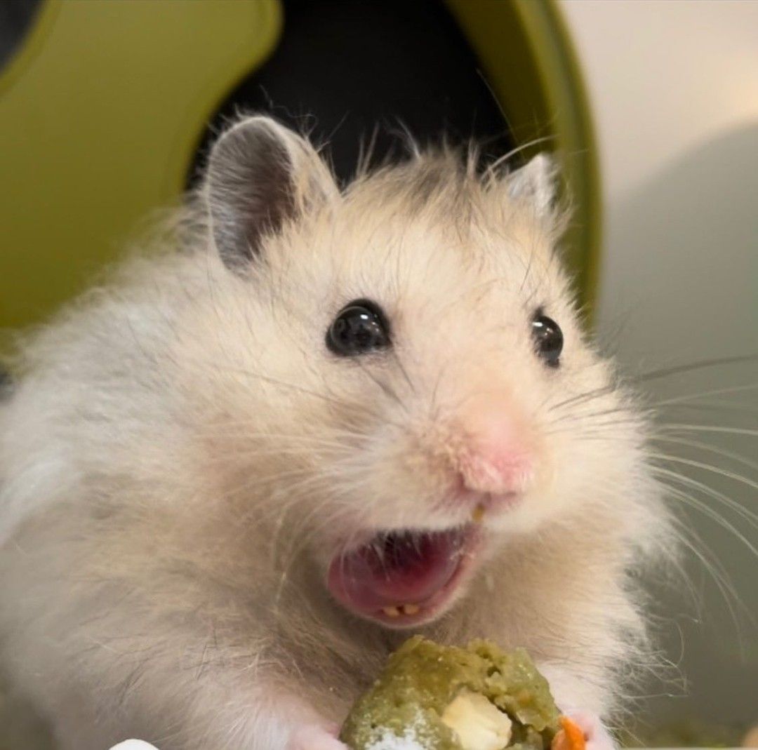 Hamster cute là nguồn cảm hứng bất tận cho những bức ảnh chế