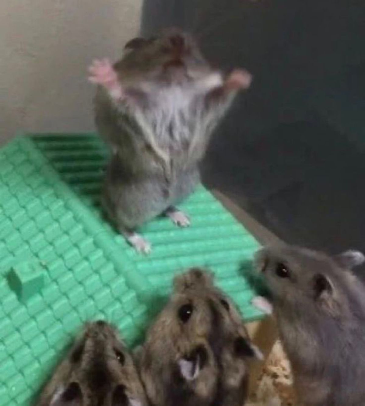 Hamster cute luôn là lựa chọn hàng đầu khi muốn gửi ảnh chế vui