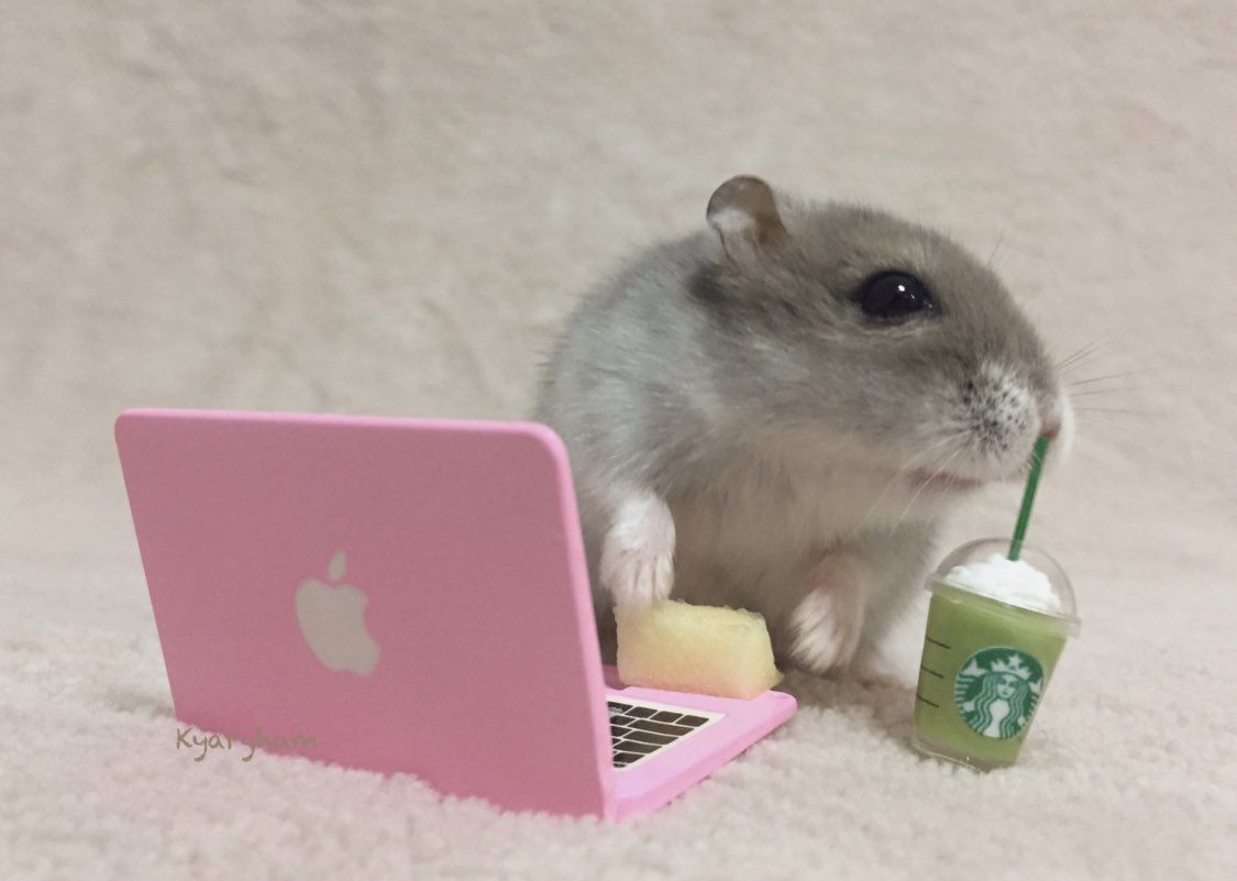Hamster cute luôn mang lại sự vui nhộn cho cộng đồng mạng mỗi ngày