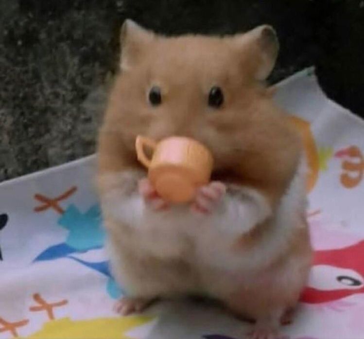 Hamster cute tạo nên không khí vui nhộn trong các đoạn trò chuyện