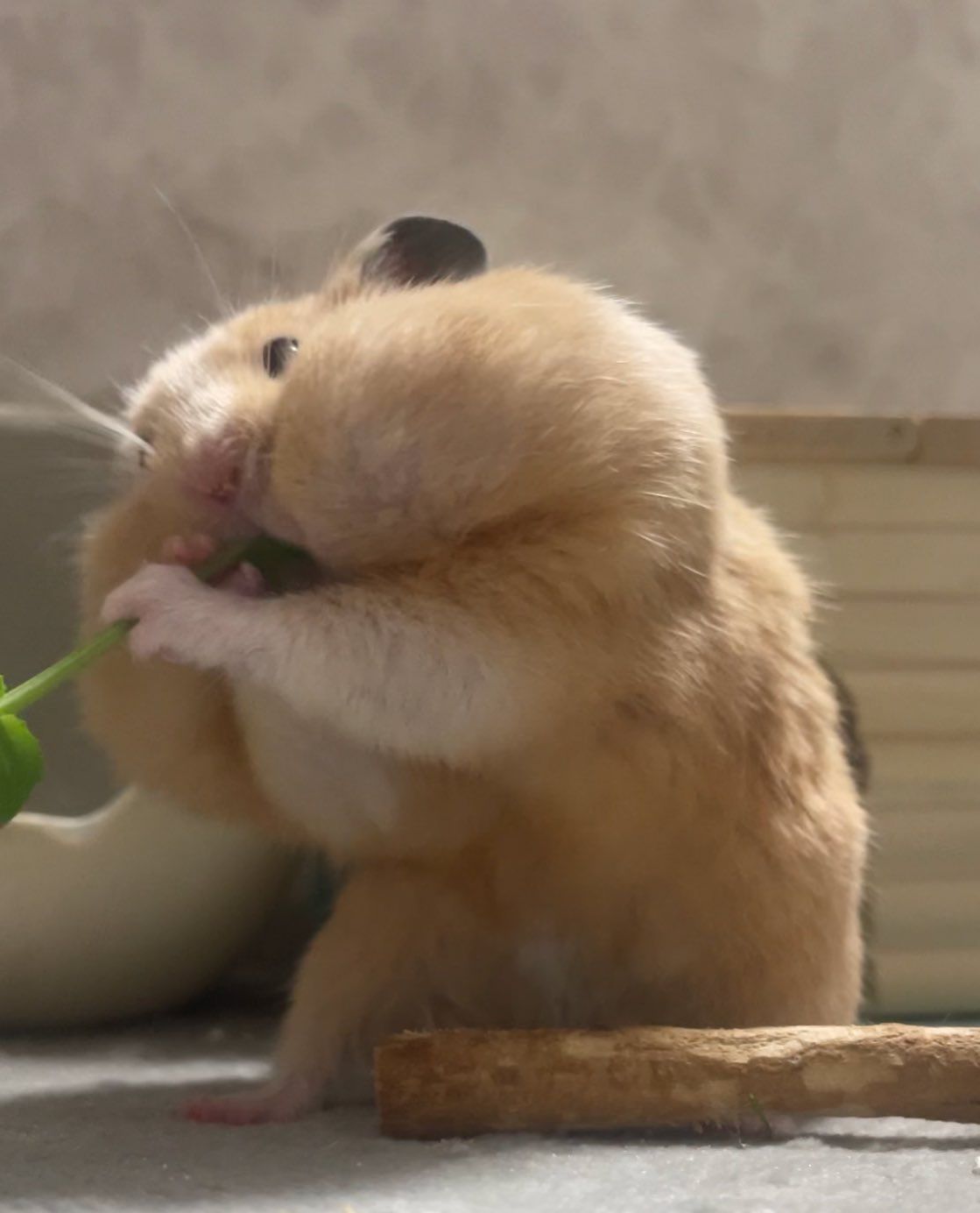 Hamster cute tạo nên nguồn cảm hứng chế ảnh bất tận trên mạng xã hội