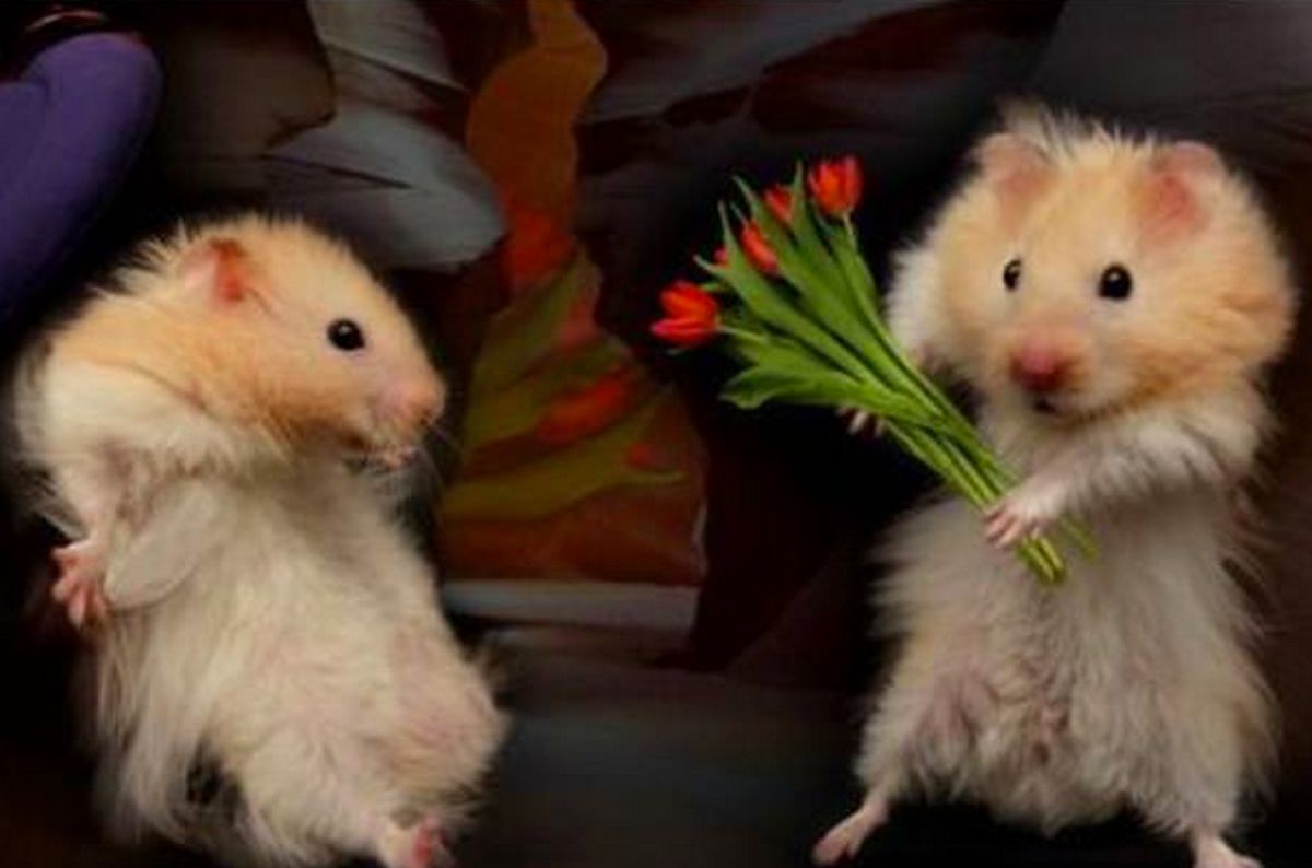 Hamster dễ thương góp phần làm phong phú thêm kho ảnh chế trực tuyến