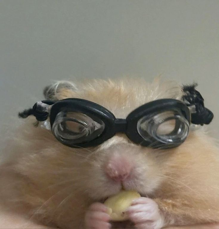 Hamster dễ thương trở thành nhân vật quen thuộc trong thế giới meme