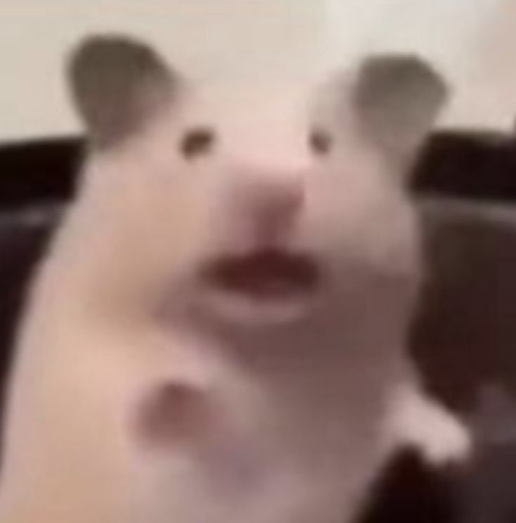 Hamster hài hước giúp cuộc trò chuyện online trở nên thú vị hơn