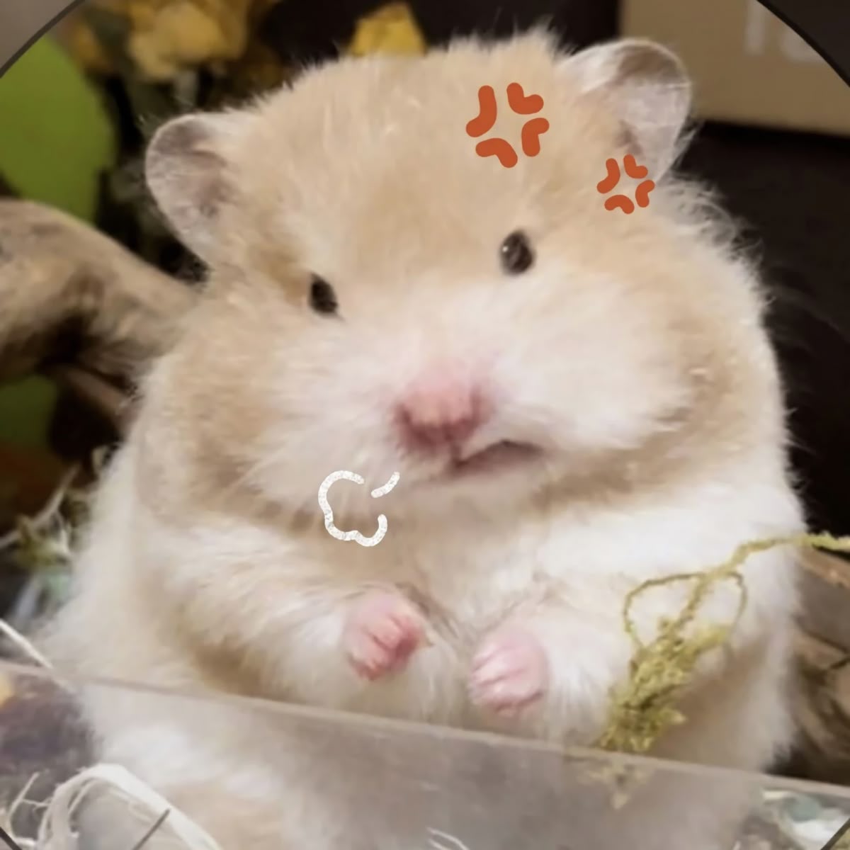 Hamster meme cute