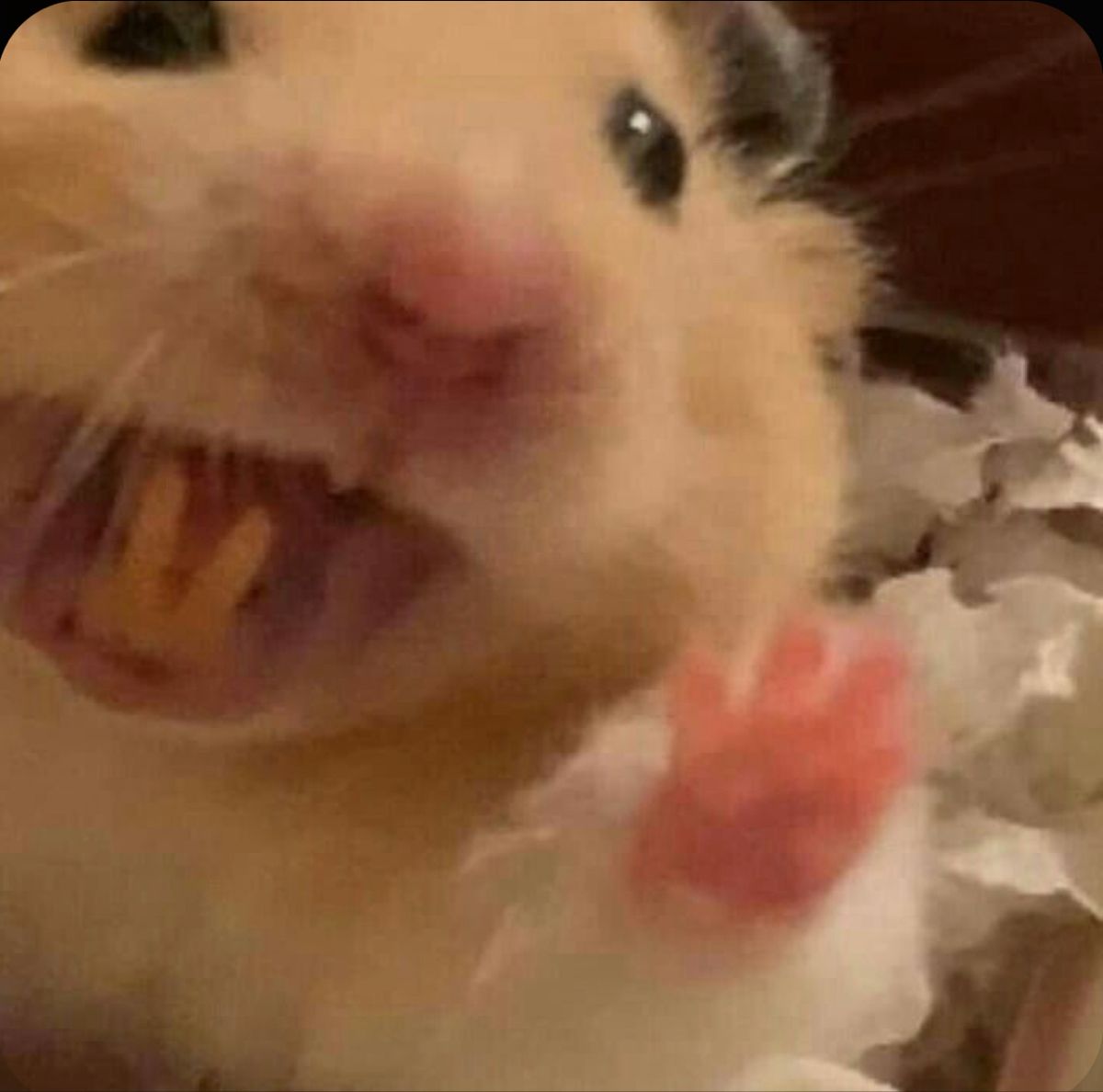 Hamster meme dễ thương nhưng lại mang đến tiếng cười không ngừng nghỉ