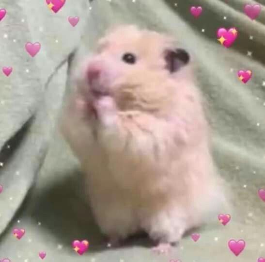 Hamster nhỏ bé lại có sức hút đặc biệt trong các ảnh chế online