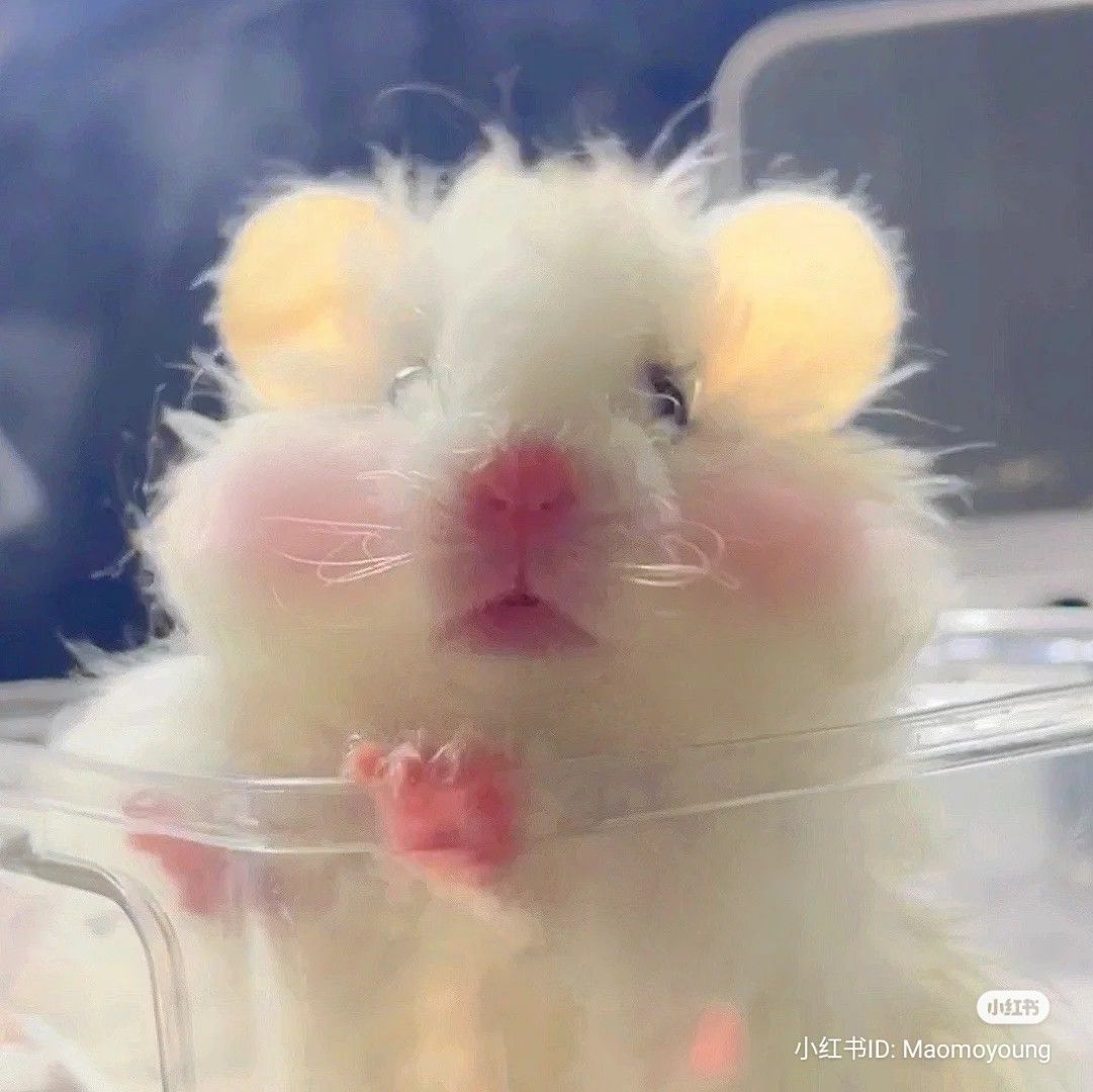 Hình ảnh chuột dễ thương nhanh chóng trở thành hiện tượng cộng đồng