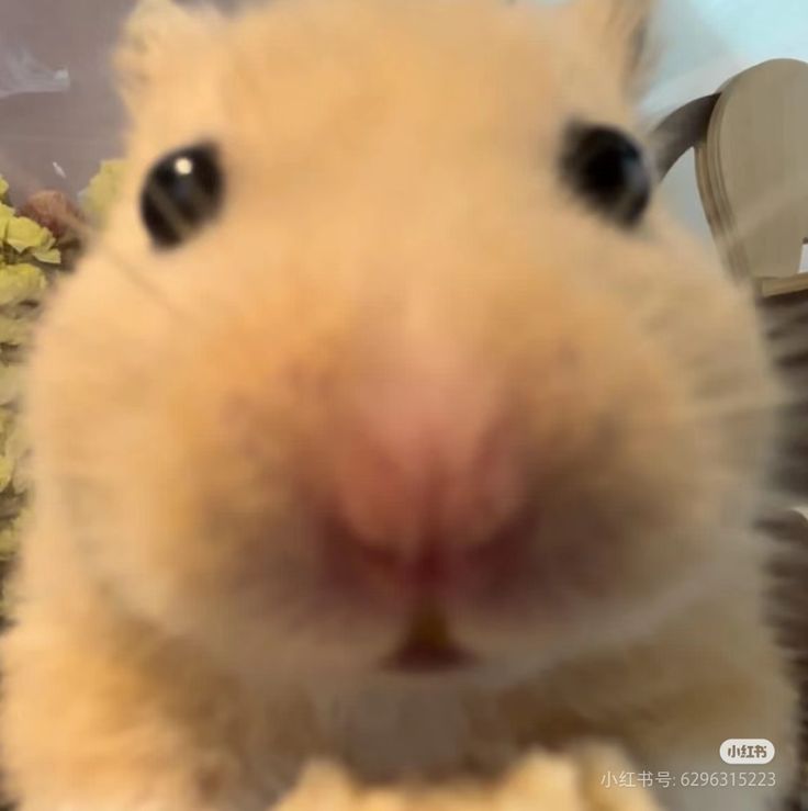 Hình ảnh chuột hamster meme đã trở thành biểu tượng hài hước quen thuộc