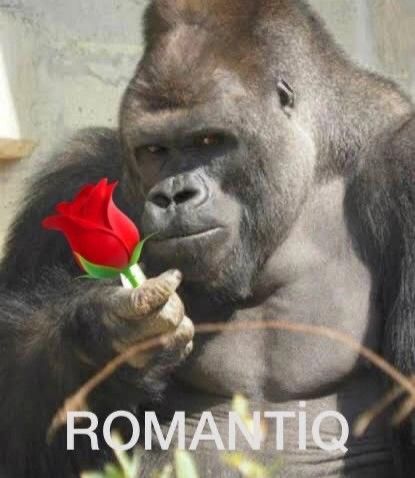 Hình ảnh khỉ đột ngầu