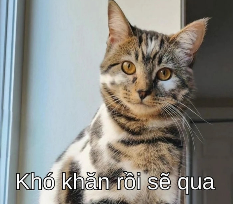 Hình ảnh meme cố lên