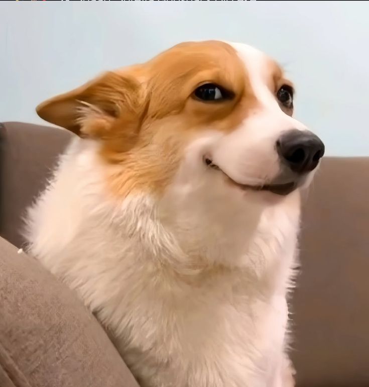 Hình chó meme
