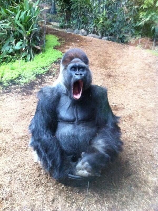 Hình khỉ đột sticker hot