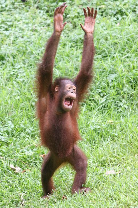 Hình khỉ hài hước nhiều phiên bản