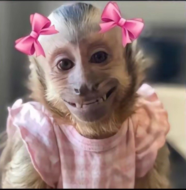 Hình khỉ bất lực