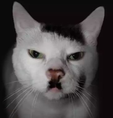 Hitler cat meme sáng tạo