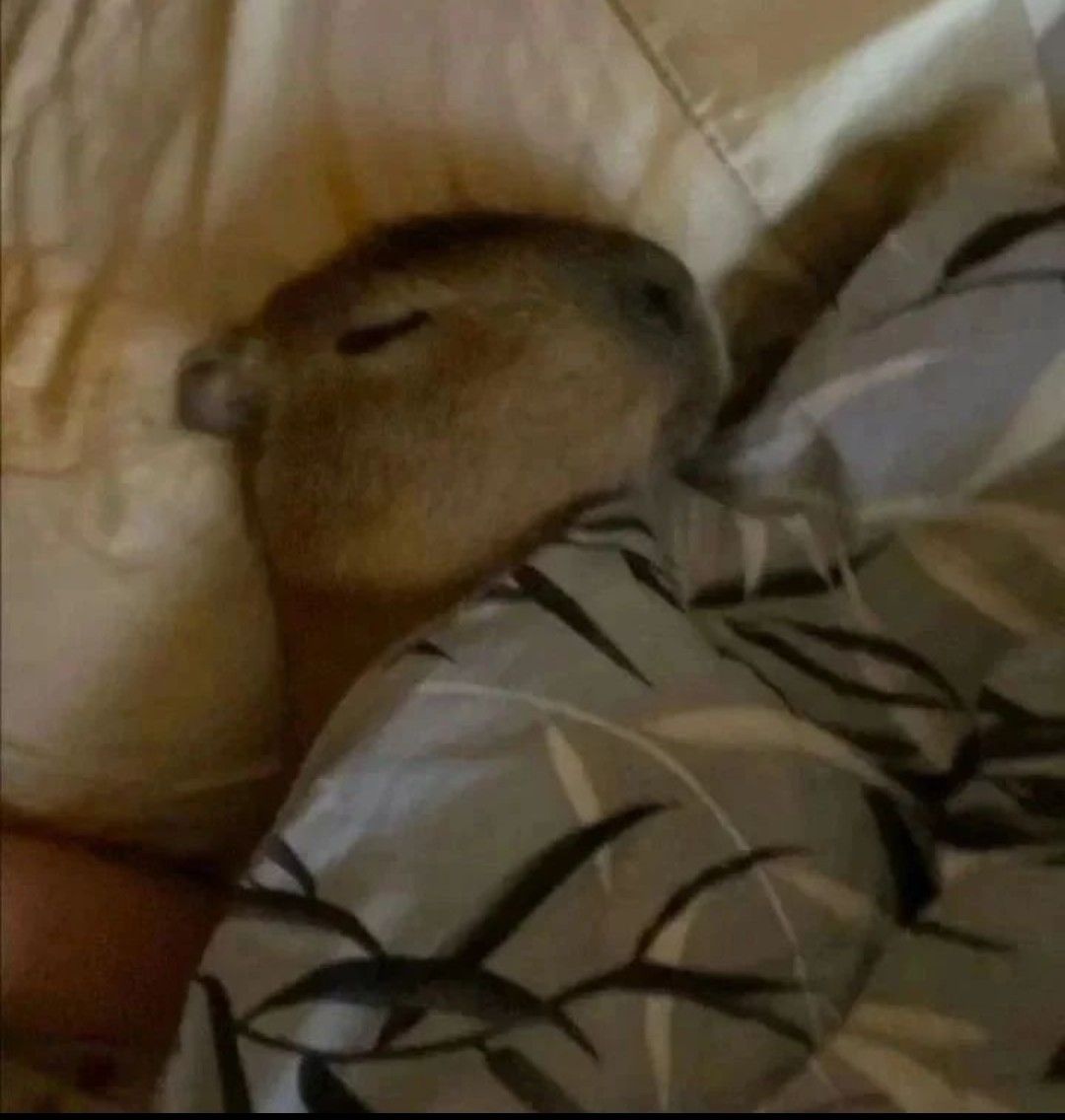 Hòa mình vào thiên nhiên như capybara nhé