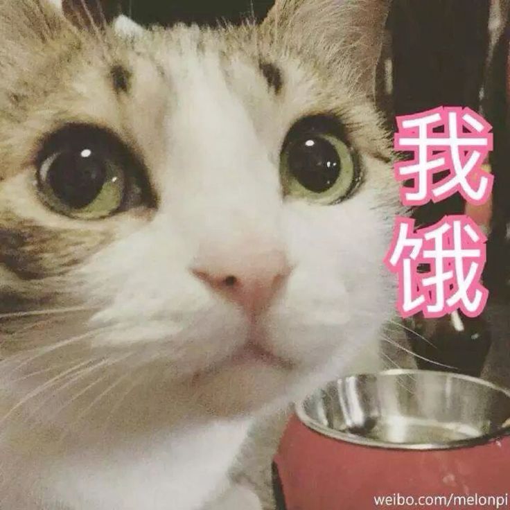 Hứa sẽ không nhắn nữa, nhưng tay lại tự gõ