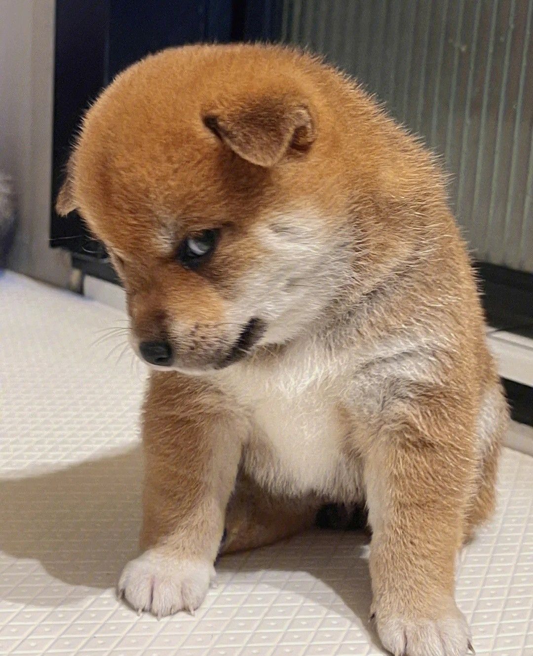 Khi bị hỏi 