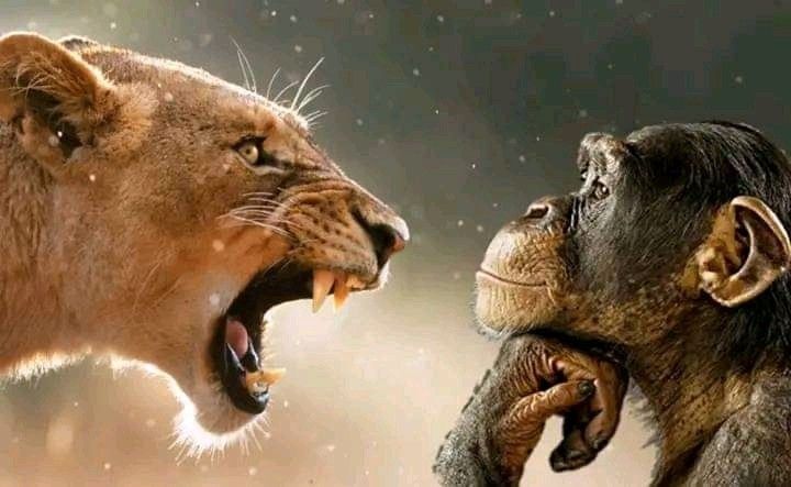 Kho brainrot meme khổng lồ giúp ai cũng tìm thấy tiếng cười phù hợp
