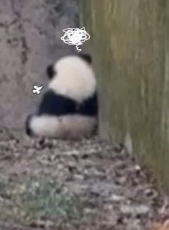 Không ai biết gấu trúc đã nín bao nhiêu lần