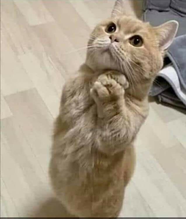 Không biết nói gì nên xin lỗi cho đỡ ngại