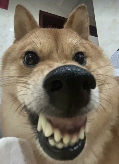Không có đồ ăn là không hợp tác đâu nha