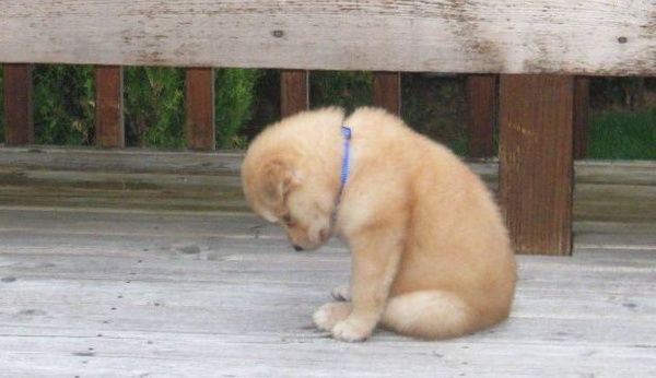 Không có lỗi nào lớn bằng việc không xin lỗi