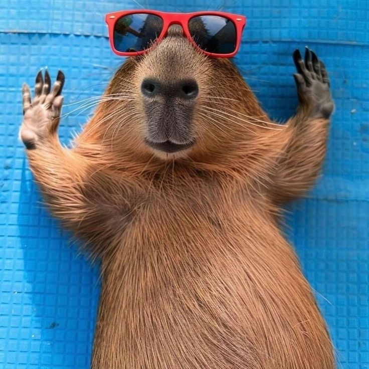 Không có nơi để về, capybara dừng lại bất kỳ đâu