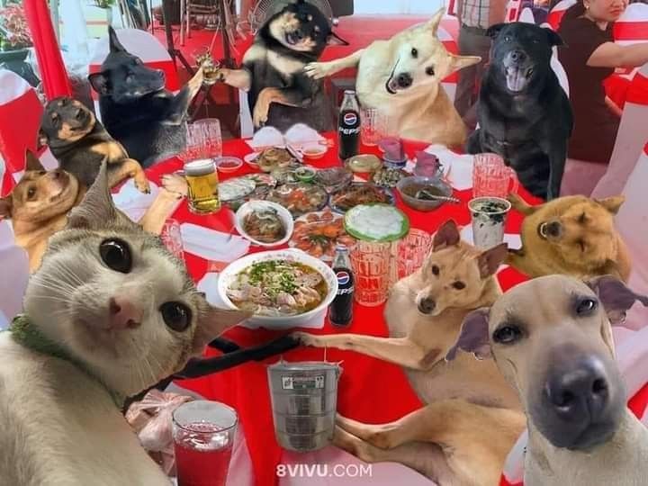 Không khí Tết trở nên ấm áp hơn nhờ ảnh meme Tết độc đáo