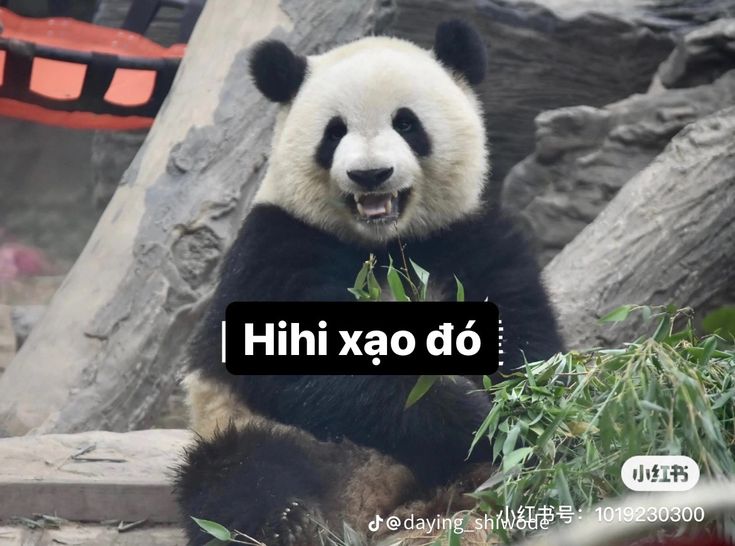 Không phải lạnh lùng đâu, tại gấu trúc hay suy nghĩ