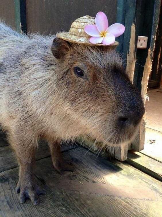 Không phải vô cảm, chỉ là capybara không còn kỳ vọng