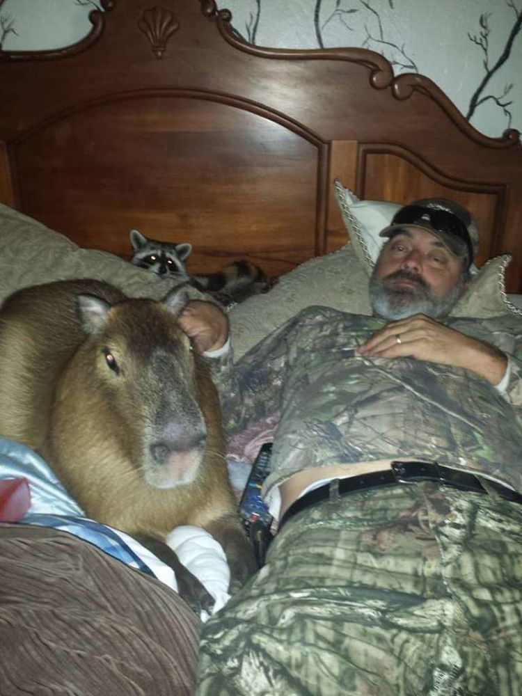 Không trách ai, capybara cũng chẳng tha thứ nữa