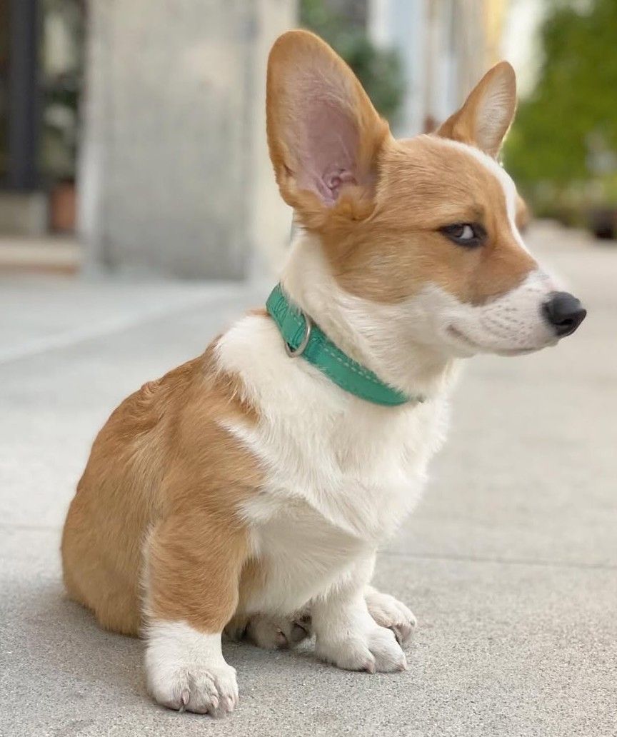 Làm mặt cute xong là được tha tội liền