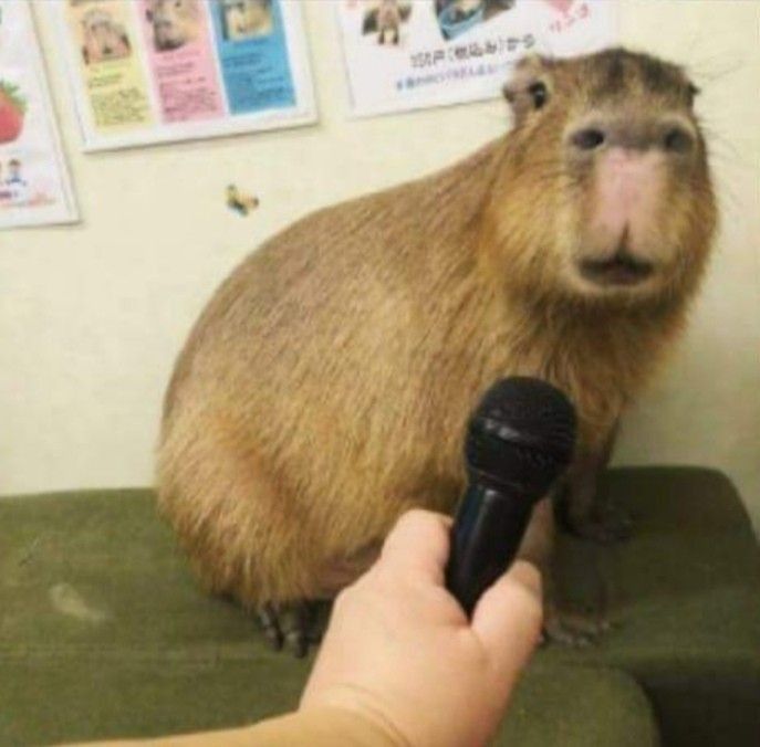 Làm việc mệt quá, ngồi như capybara vậy