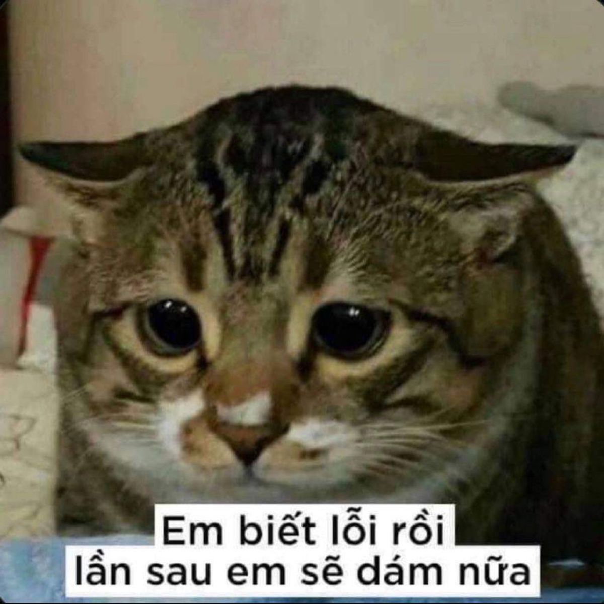 Lỡ sai rồi thì nói xin lỗi thôi, chứ còn gì nữa