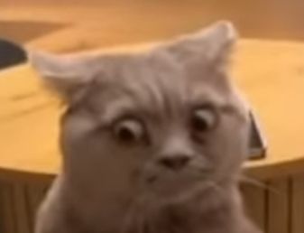 Ảnh chế lườm sinh động