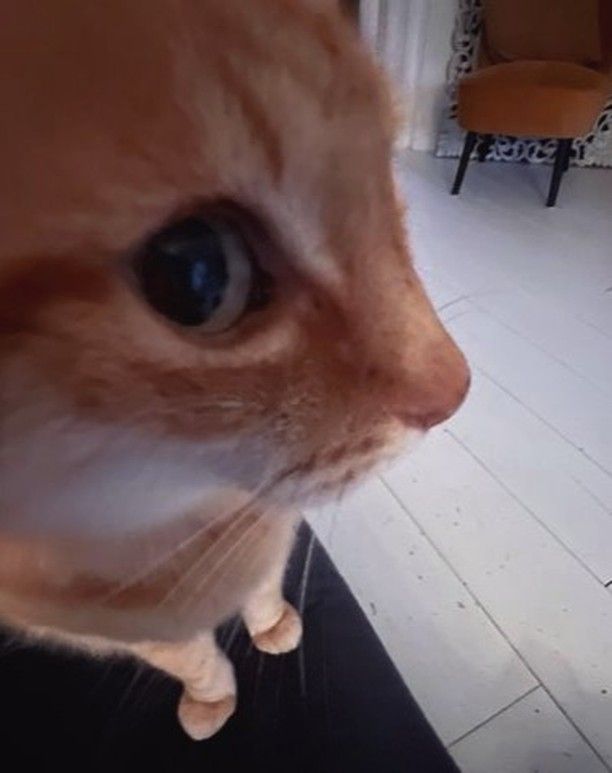 Ảnh chế lườm viral