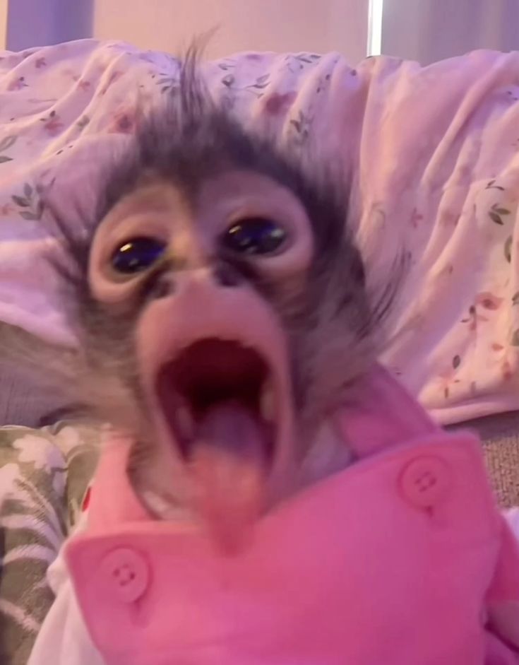 Khỉ meme biểu cảm dí dỏm