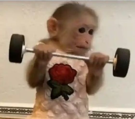 Meme con khỉ công cụ giải trí