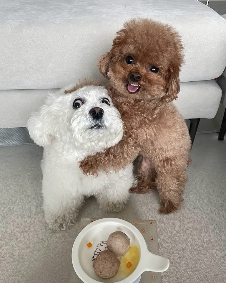 Mắt long lanh như chưa từng ăn vụng