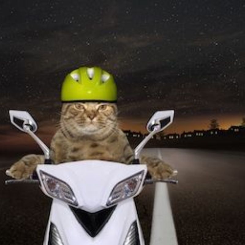 Meme ảnh mèo bựa