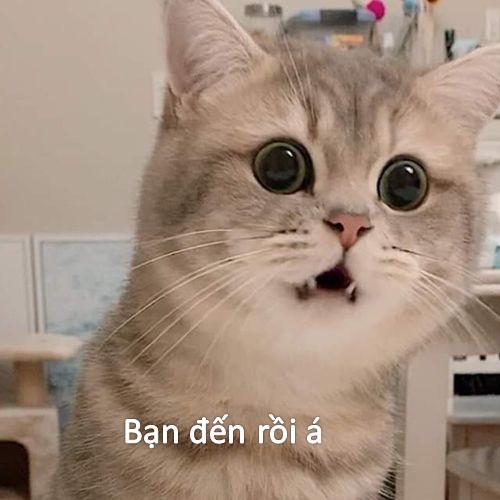 Meme bất ngờ lắm phải không