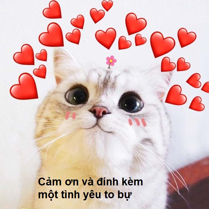 Meme cảm ơn hài