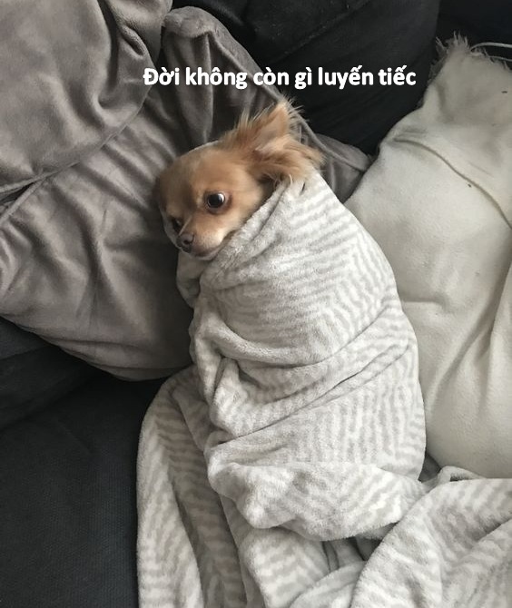 Meme chó bất lực